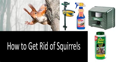 An Image Of How To Get Rid Of Squirrels In The Woods With Pesticides