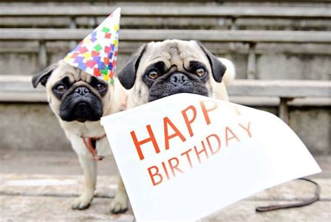 Happy Birthday Pugs Pug Love Pinterest Birthdays Happy Birthday