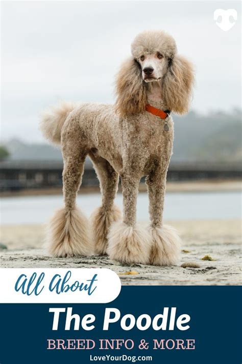 Poodle Breed Info Temperament Sizes Standard Miniature Toy And More