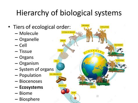 Levels Of Biological Organization Organisms Evolution Gambaran