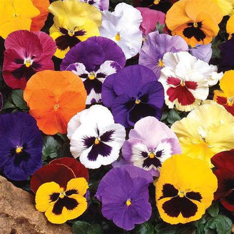 Buy Seeds Pansy Flower Multi Colour Fast Germination Seeds For Home