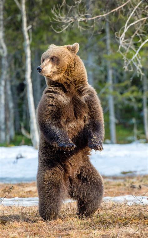 Big Brown Bear Standing On His Hind Legs Stock Image Image Of Habitat