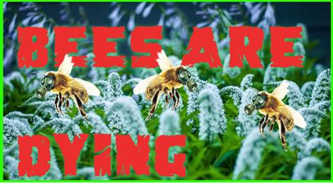 Bee Documentary The Vanishing Bees Disappearing Bees Documentary Where Are The Bees Youtube