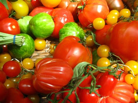 Tomato Fruits Feedipedia