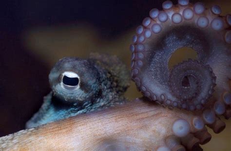 Celebrating World Octopus Day Seathebeauty