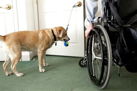 How to make your dog a service dog. How Service Dogs Provide Support | Wellness | US News