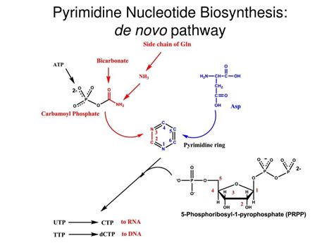 Ppt Pathway Engineered Enzymatic De Novo Purine Nucleotide Synthesis