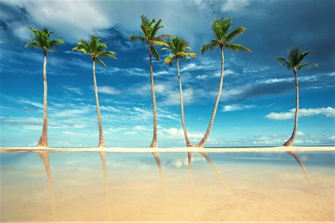 Palm Trees On Tropical Beach Hd Wallpaper Background Image 2000x1334
