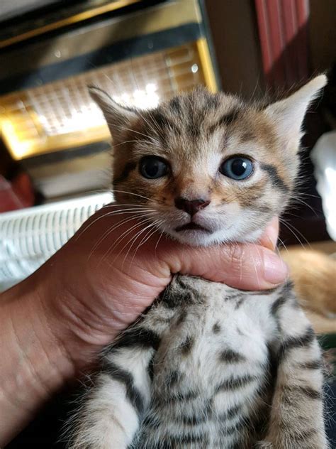 Marble Bengal Crossed Kittens 2 Girls Available To Reserve In Yardley