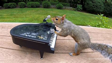 Elton Squirrel And Friends Piano Concerto Youtube
