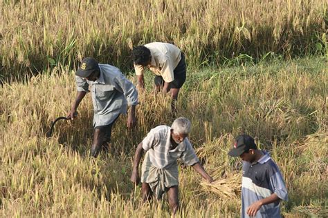 Rice Farming In Sri Lanka Farmers Harvesting Rice At Talan Flickr