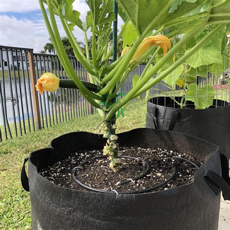 Like other vine crops, summer squash plants grow best and produce the most fruit in warm weather. Second attempt at growing zucchini vertically (Zone 10b) # ...