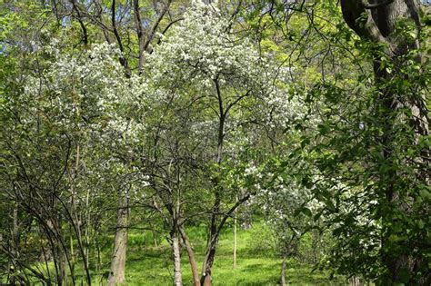 Spring Flowering Trees And Shrubs In The Botanical Garden Stock Photo