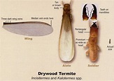 Drywood Termites - Types - Identification - Signs and Treatment