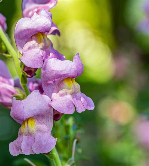 Growing Snapdragon Flowers How To Plant And Care For Snapdragons