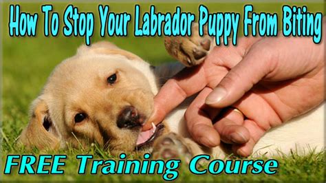 You're watching your cute labrador puppy quietly chewing on a toy at your feet. How To Stop a Lab Puppy From Biting FREE COURSE Train Labrador Not To Bite - Labrador Retriever ...