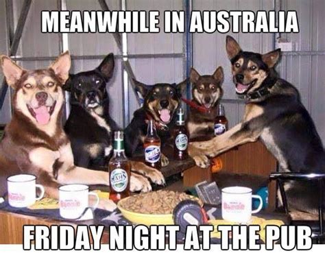 15 Funny Australian Shepherd Memes To Make Your Day Page