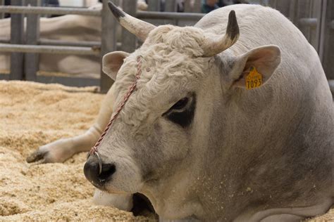 Romagnola Cattle Facts Uses Origins Characteristics Peturity