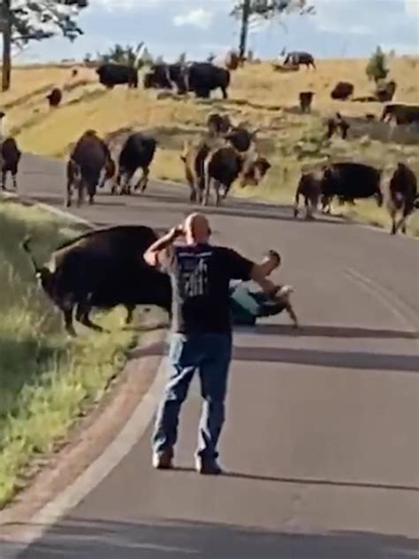Bison Rips Off Womans Pants In Horrifying Attack Caught On Video Au — Australias