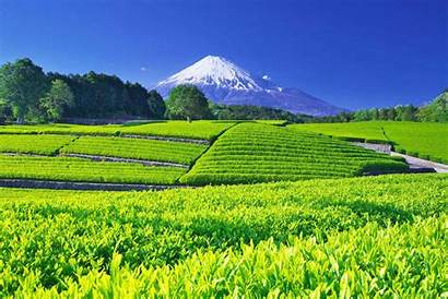 Tea Plantation Japan Zekkei Fuji Wallpapers