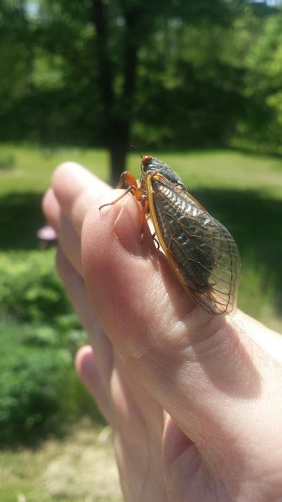 Photos Theyre Here Have You Spotted Cicadas In Northeast Ohio Fox