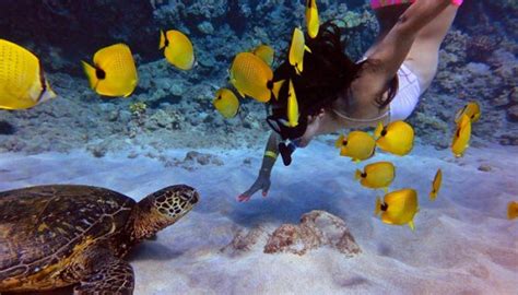 Molokini Snorkeling Tour Tickets Best Prices Guaranteed