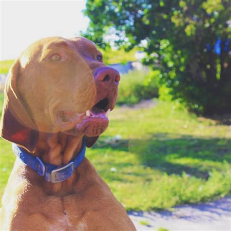 They are given lots of fresh air and exercise and a. About Vizsla's » Idaho Jacobson Kennel