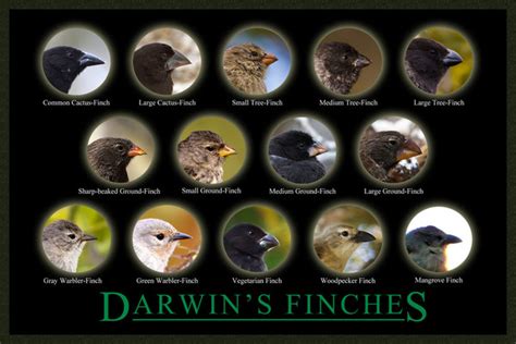 Natural Selection And The Evolution Of Darwin’s Finches On Teaching