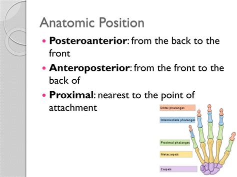 The anatomical position is described with the help of a coordinate system. PPT - Anatomical Position and Body Cavities PowerPoint ...