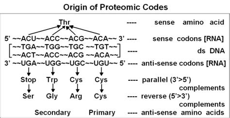 Origin Of The Proteomic Code Threonine Thr Is Coded By 4 Different Download Scientific