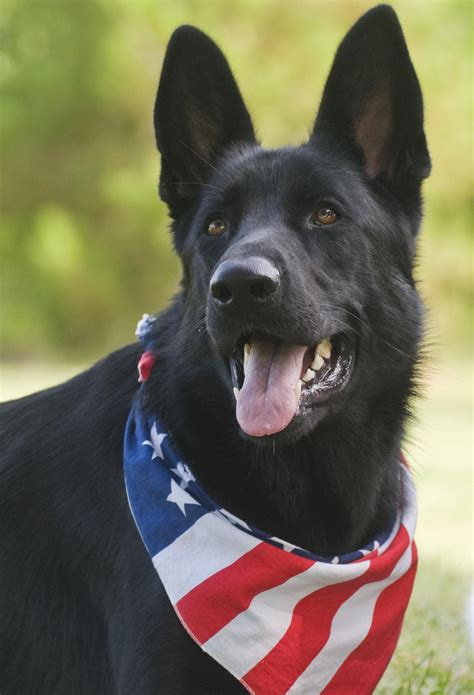 Find german shepherd dog puppies and breeders in your area and helpful german shepherd dog information. Timber is ready to celebrate July 4, 2014 Black German ...