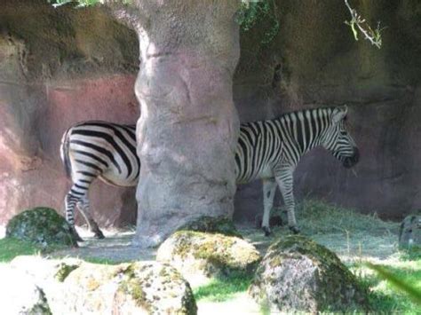 The Extra Long Zebra Optical Illusion