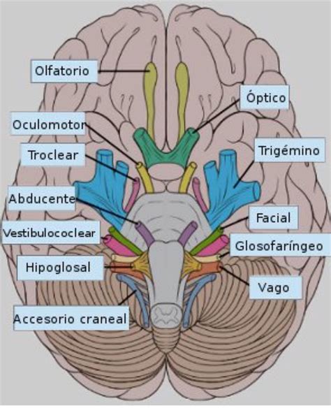 Nervio Abducens Nervios Craneales Anatomia Del Cerebro Humano Porn The Best Porn Website