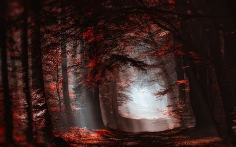 Nature Atmosphere Forest Mist Sun Rays Path Trees Fall Sunlight