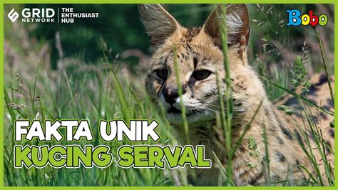 Fakta Unik Kucing Serval Kucing Liar Afrika Yang Tidak Takut Air