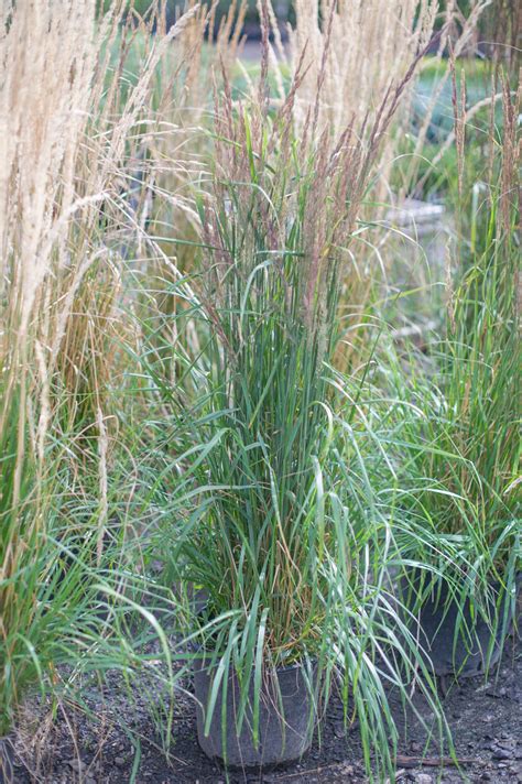 Grass Karl Foersters Feather Reed For Sale In Boulder Colorado