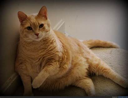 Cat Fat Wallpapers Obesity Funny Overweight Cats