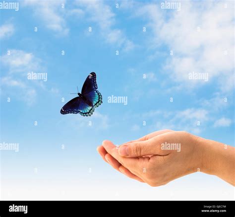 Hands releasing a butterfly Stock Photo - Alamy
