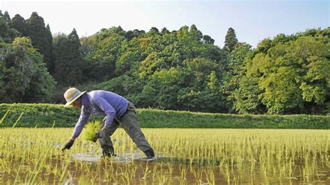 Japans Farmers Dig In Against Trade Deal