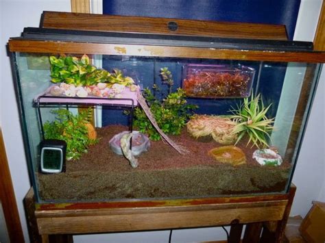 Hermit crabs are very cool, and social creatures. Image result for hermit crab tank setup ideas | Hermit ...