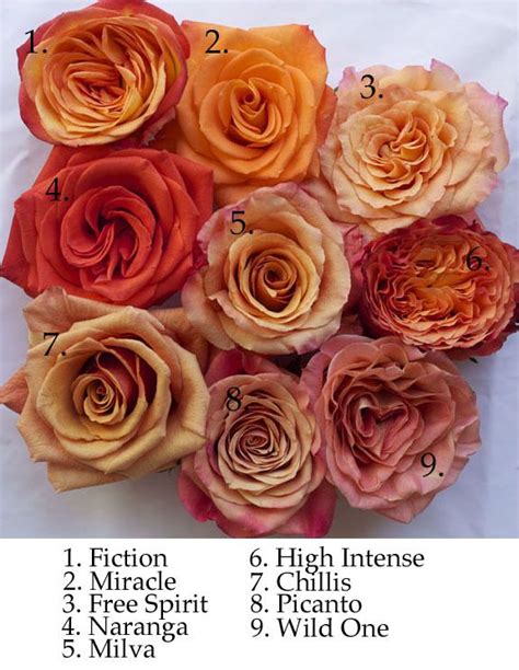 Check spelling or type a new query. Flower names by Color | Orange roses, Rose varieties ...
