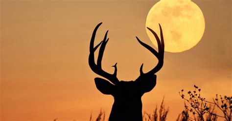 The Full Moon In July Is The Buck Moon Named After The New Antlers