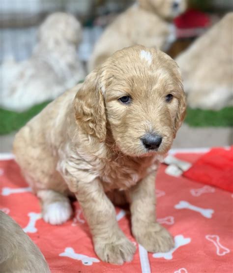 Dew claws removed and utd on shots/worming. Goldendoodle Puppies For Sale in Texas ...