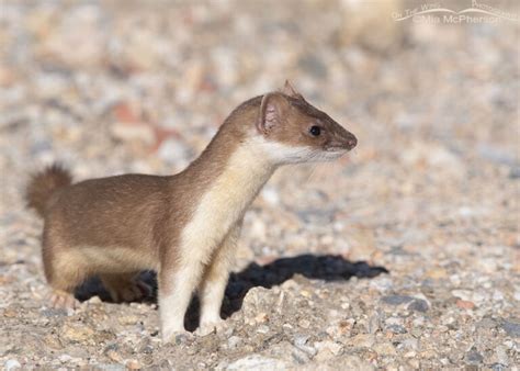 Late Summer Long Tailed Weasel Photos Mia Mcphersons On The Wing