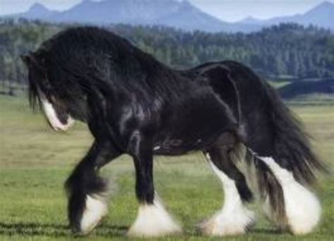 10 Of The Worlds Most Beautiful Draft Horse Breeds And Heavy Horses