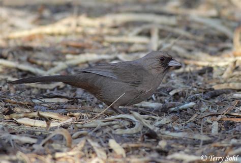 Aberts Towhee Species Information And Photos