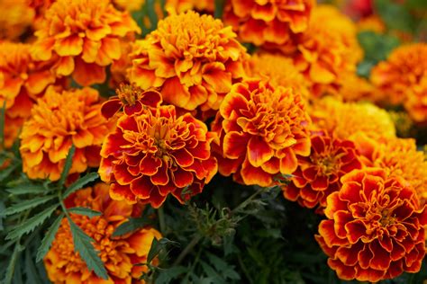 Flower clip art for kids. October Birth Flowers: Marigold and Cosmos | The Old ...