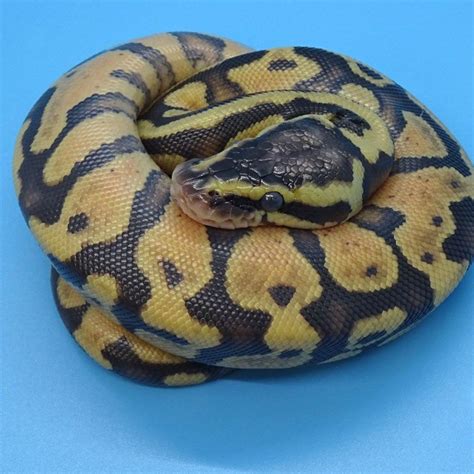 Pastel Enchi Spark Ball Python Hatchling