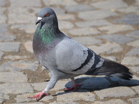 Pigeon Identification