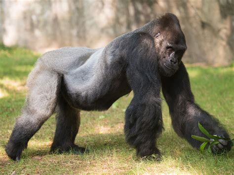 8 Fun Facts About Mosuba The Silverback Gorilla North Carolina Zoo